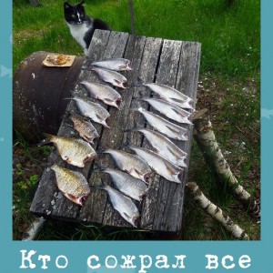 Кто сожрал все головы?