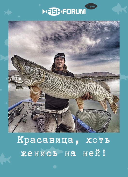 Красавица, хоть женись на ней!